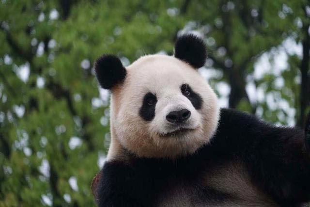 杭州野生动物世界的大熊猫开启洗刷刷模式，老虎们收到了过年大餐